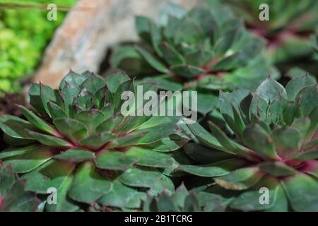 Sempervivum 'Carmen'. Foto Stock