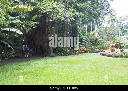 dh Botanic Gardens CAIRNS AUSTRALIA coppia turistica vista tropicale albero giardino botanico persone Foto Stock