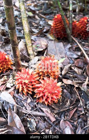 dh Botanic Gardens CAIRNS AUSTRALIA Costaceae Backgratcher zenzero fiore tropicale piante orto botanico Foto Stock