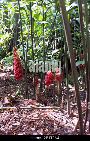 dh Botanic Gardens CAIRNS AUSTRALIA Zingiberaceae Spectabile Beehive zenzero tropicale piante giardino habitat di fiori Foto Stock