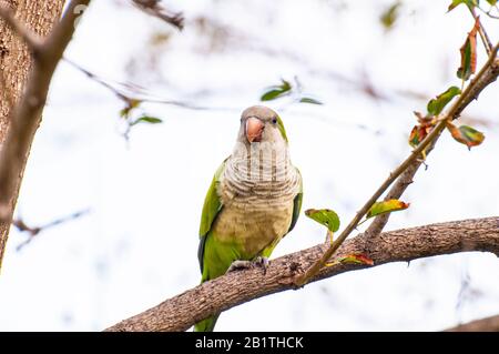 Alexandrine parakeet (Psittacula eupatria), noto anche come pappagallo alessandrino Questo Parakeet ha stabilito popolazioni ferali in varie parti di t Foto Stock