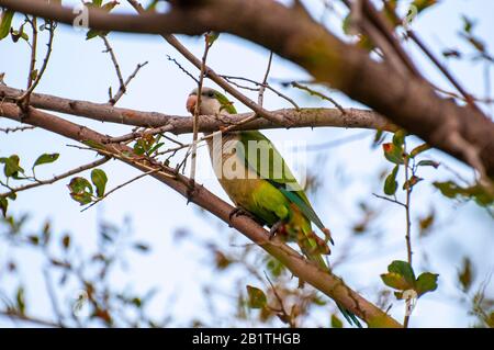 Alexandrine parakeet (Psittacula eupatria), noto anche come pappagallo alessandrino Questo Parakeet ha stabilito popolazioni ferali in varie parti di t Foto Stock