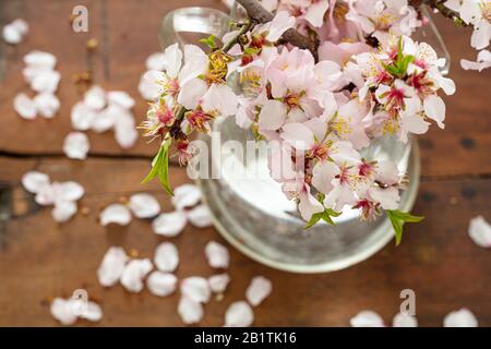 Ramoscello di mandorle, fiori e foglie verdi fresche, vista ravvicinata. Primavera decorazione naturale stagionale, bouquet in vaso, tavolo in legno Foto Stock