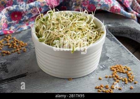 Germogli di fenugreek freschi in una ciotola bianca Foto Stock