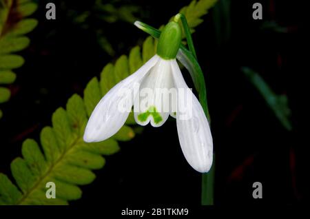 Singolo fiore di una goccia di neve Galanthus nivalis su uno sfondo scuro e sfocato Foto Stock