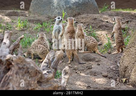 Ritratto di gruppo di meerkats o Suricate in piedi con sfondo sfocato, animale nativo africano, piccolo carnivoro appartenente alla famiglia mongoose Foto Stock