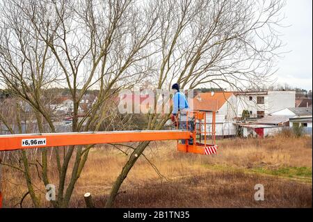 Uomo su piattaforma aerea potatura rami di albero con motosega Foto Stock