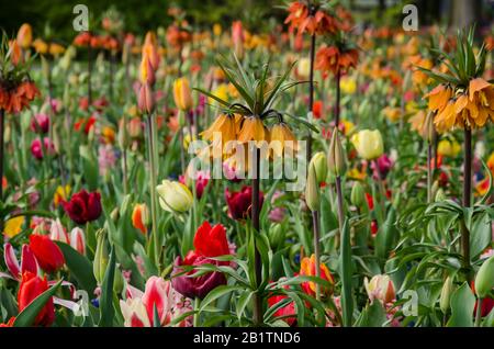 Fiori d'arancio e diversi fiori colorati sullo sfondo. Giglio imperiale corona arancione di fronte ad un letto di tulipani ai Giardini Keukenhof, Olanda Foto Stock