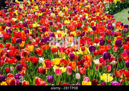 Bellissimi tulipani colorati in giardino. Tulipani rossi, arancioni, viola, rosa. Fiori sfondo, banner floreale o panorama. Fiori sbocciano. Paesi Bassi. Foto Stock