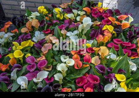 Belle gigli di calla colorate. Fiori di colori diversi. Lily fiore. Splendidi fiori di calla naturali multicolore freschi. Foto Stock