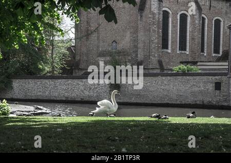 Vista sulla piazza con cigni e anatre nei pressi del Begijnhof a Bruges, Belgio. Area destinata ai cigni nella storica città vecchia di Bruges. Foto Stock