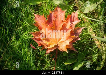 Le foglie d'autunno colorate e cadute si stende sull'erba verde. Foto Stock