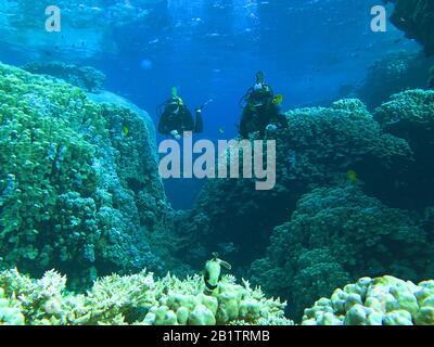 Taucher, St. Johns Riff, Rotes Meer, Aegypten Foto Stock