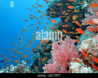 Juwelen-Fahnenbarsche (Pseudanthias squamipinnis), Korallenriff, St. Johns Riff, Rotes Meer, Aegypten ha Foto Stock