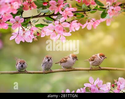 Sfondo naturale con uccelli, seduto su rami con fiori di mela rosa in primavera in maggio Sunny Garden Foto Stock