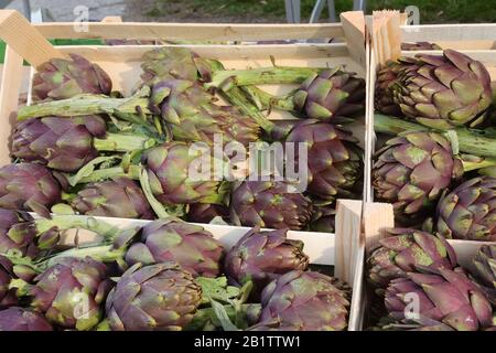 Scatole piene di CARCIOFI freschi e grandi in vendita nella stalla fruttivendolo del mercato locale Foto Stock