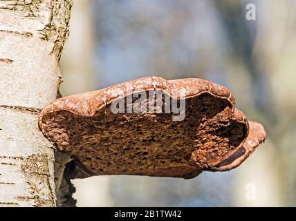 Polipore di betulla matura, staffa fungo, Fomitopsis Betulina, (Piptoporus Betulinus) su tronco decadente di betulla d'argento. Foto Stock