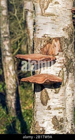 Polipore di betulla matura, staffa fungo, Fomitopsis Betulina, (Piptoporus Betulinus) su tronco decadente di betulla d'argento. Foto Stock