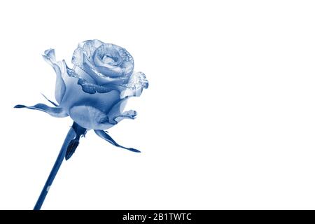 Fiore rosa blu isolato su sfondo bianco. Tonalità rosa nel colore alla moda Classic Blue Foto Stock
