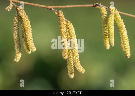 Catkins maschi maturi su un albero di Hazel (corylus avellana). Foto Stock