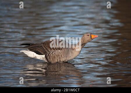 Greylag Goose, Anser anser, singolo adulto in piedi in acqua, Slimbridge Gloucestershire, Regno Unito. Foto Stock