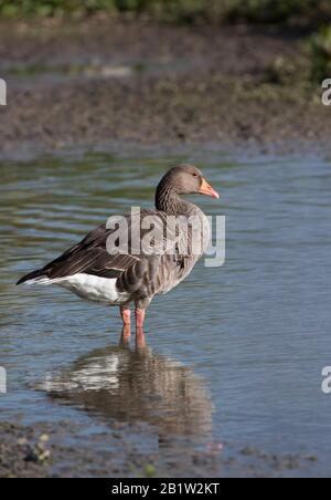 Graylag Goose, Anser anser, singolo adulto in piedi in acqua. Slimbridge Gloucestershire, Regno Unito. Foto Stock