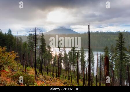 Alba di mattina presto vista del Monte Washington lungo la panoramica strada di McKenzie Pass - Santiam Pass dell'Oregon. Colore Della Caduta precoce, tra le vecchie bruciature anteriori Foto Stock