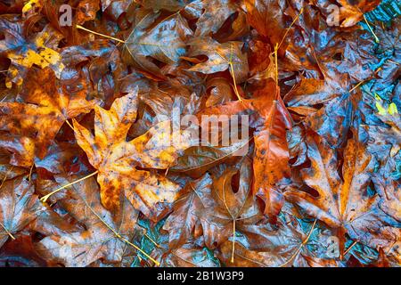 Primo piano di pioggia ammollato foglie di acero di autunno giacenti a terra. Foto Stock