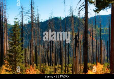 Viaggiando lungo il Passo McKenzie nella Willamette National Forest in Oregon, il forrest bruciato sta mostrando nuova crescita insieme con l'acero rosso della vite nella sua caduta Foto Stock