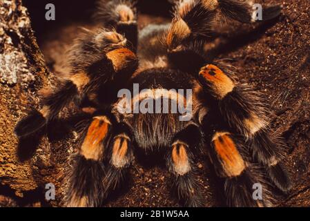 Primo piano di una tarantola, attrezzi da mordere, artigli, gambe, brachypelma smithi Foto Stock