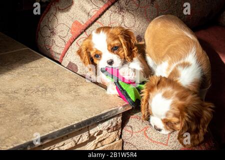 Due simpatici cuccioli di Blenheim Cavalier King Charles Spaniel giocano in un lettino per cani, con una masticazione su un giocattolo. Foto Stock
