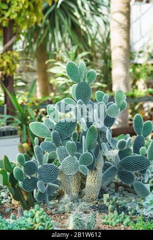 Prickly pera melkoporistaja (lat. Opuntia microdasys) è una pianta della famiglia dei cactus (Cactaceae). Giornata estiva Foto Stock