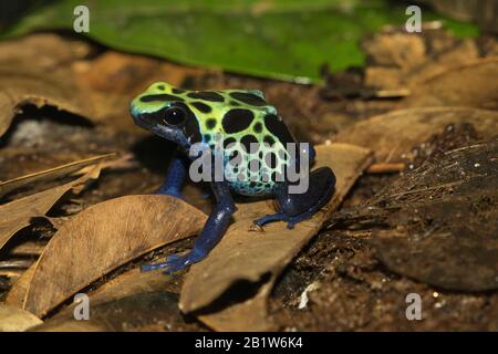 Dendrobates tinctorius, tintura veleno-freccia rana vicino Foto Stock