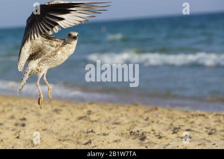 Gabbiano (lat. Larus argento) sulla spiaggia. Il mare nero Foto Stock