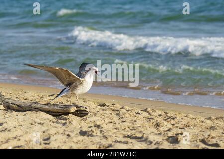 Gabbiano (lat. Larus argentatus) sulla spiaggia urlando. Il mare nero Foto Stock