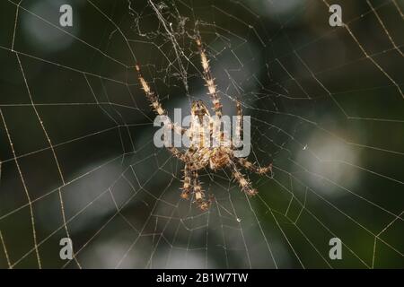 L'addome del ragno un ragno giardino (lat. Araneus) tipo araneomorph ragni della famiglia degli Orb-web ragni (Araneidae). Macro Foto Stock