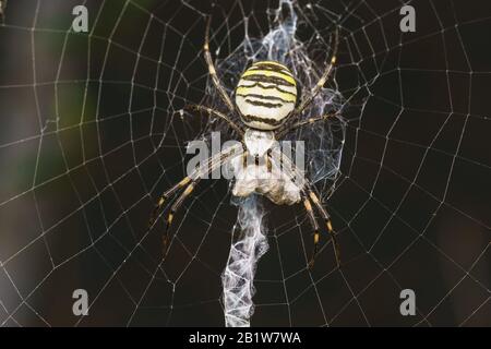 Argiope Bruennichi, o ragno-vespa - vista aranoomorfi ragni della famiglia di orb-web ragni (lat. Araneidae) - preda. Macro Foto Stock