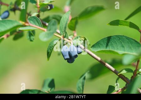 Bacche blu di caprifoglio commestibile (lat. Lonicera caerulea) su un ramo con foglie Foto Stock