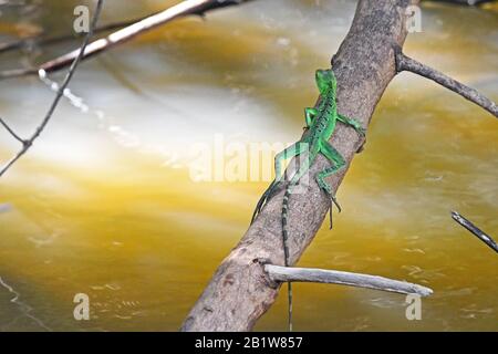 Gesù cristo Lizard giovane Foto Stock