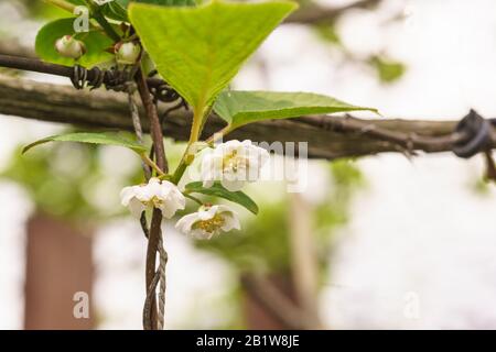 Primavera fioritura magnolia cinese vite (lat. Schisandra chinensis). Molla Foto Stock