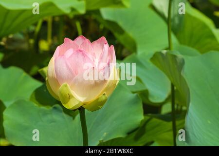 Il Bud del loto orehonosny (lat. Nelumbo nucifera) è una specie erbacea perenne di piante anfibiche del genere Lotus (Nelumbo) monotipico Foto Stock