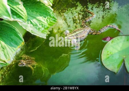 Rana da palude maschio e femmina (Pelophylax ridibundus). Comunicazione Foto Stock