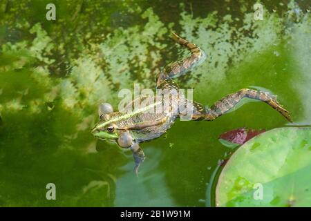 Croaking, la rana di palude maschile (Pelophylax ridibundus) in acqua. Comunicazione Foto Stock