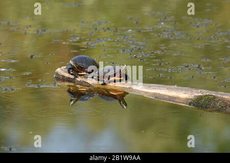 Tartarughe di palude in Ontario, Canada Foto Stock