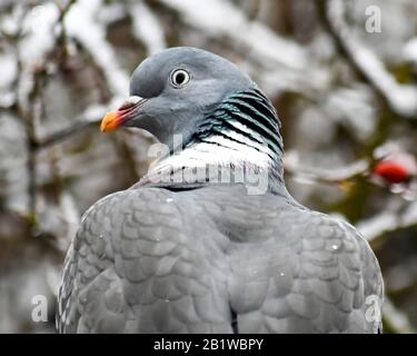 pigeon che guarda sopra la sua spalla nella neve Foto Stock