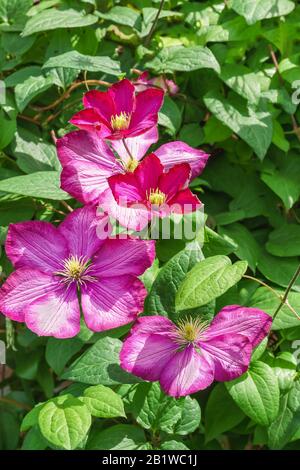 Grade Clematis Ville de Lyon (lat. Clematis Ville De Lyon). Gruppo Vititsella. Giornata estiva soleggiata Foto Stock