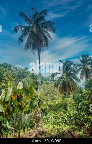 Palm Tree Rising Da Jungle Crescita Foto Stock