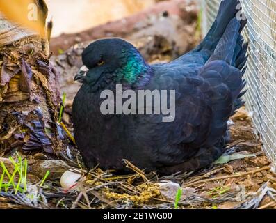 piccione re nero seduto nel suo nido con uova in closeup, popolare specie di uccelli tropicali Foto Stock