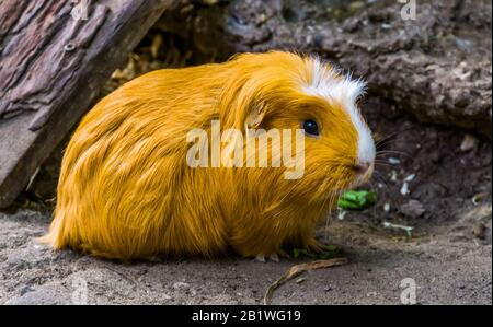 Bel ritratto di closeup di un porcellino d'India domestico, popolare specie di roditore dall'America Foto Stock