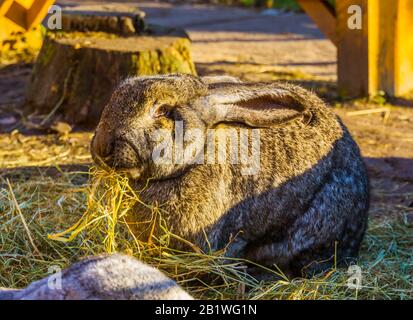 primo piano di un grande coniglio europeo marrone mangiare fieno, popolare coniglietto addomesticato specie Foto Stock